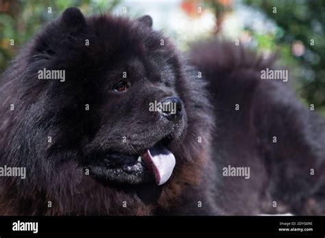 Black shaggy dog hi-res stock photography and images - Alamy