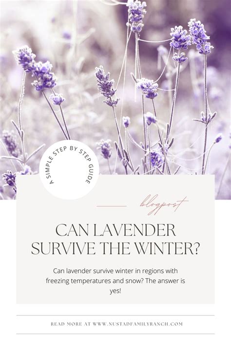 Can Lavender Survive Winter? Tips for Growing Lavender in Cold Climate