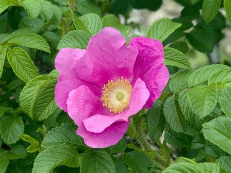 Rosa rugosa 'Rubra' Rose | Garden Center Marketing