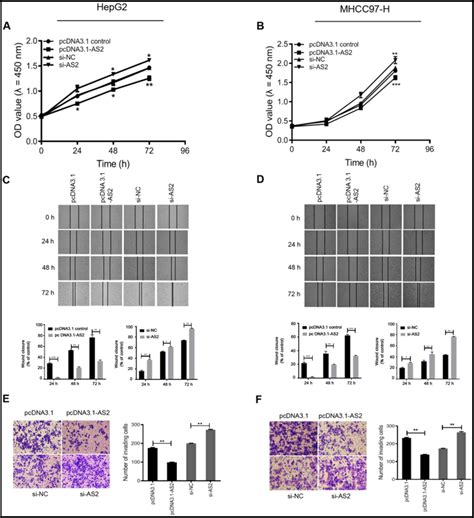 Long Non‑coding Rna Adamts9‑as2 Inhibits Liver Cancer Cell