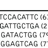 The Primers Sequences Of Bad Gene Bax Gene Bcl 2 Gene And Bcl XL