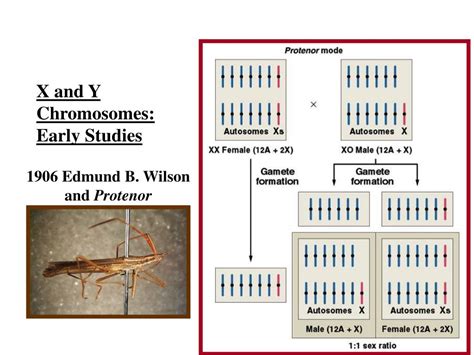 PPT Chapter 7 Sex Determination PowerPoint Presentation Free