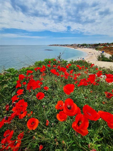 Flores De Campo De Papoila Na Praia De Vama Veche Imagem De Stock