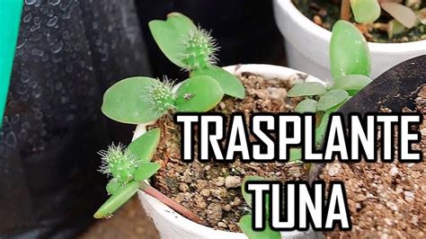 Transplante De Plantas De Tuna México Verde Youtube Plantas