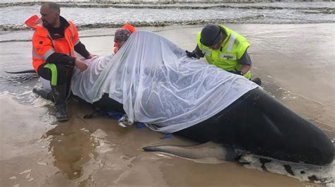 Mueren 380 De Las 450 Ballenas Piloto Que Quedaron Varadas En Bancos De