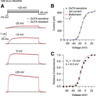 Effect Of Gxtx E On Voltage Activated Currents In Rat Scg Neurons A