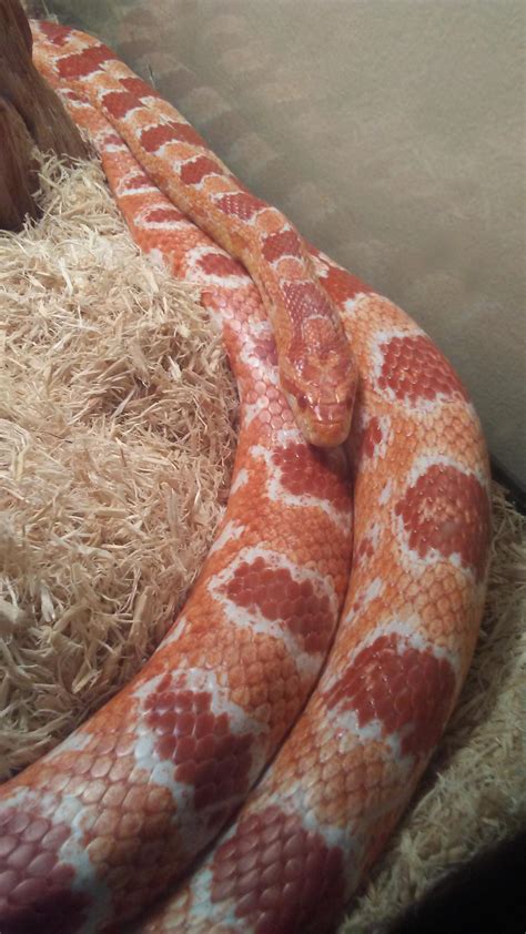 Amelanistic Corn Snake