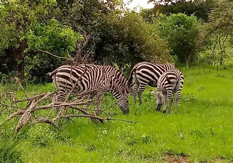 Day Akagera National Park Safari Wildfriends Africa Safaris