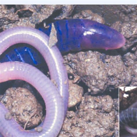 A A Caecilian Skull Is Measured Using Many Landmarks Bullet Here