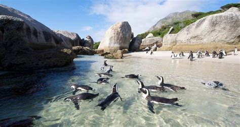 Boulders Beach Penguin Colony: Swim with the Penguins