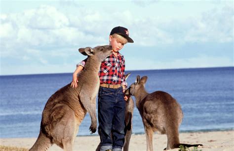 KANGAROOS | GTS