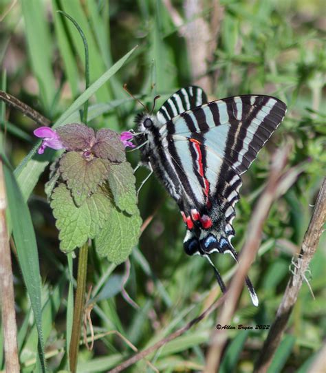 Zebra Swallowtail | VisitingNature