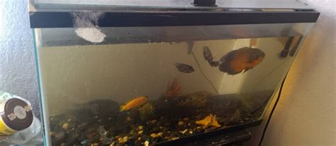 "30 gallon fish tank filter heater with two big Oscar fish one big Jack ...