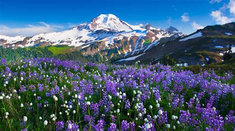 Fondos De Pantalla Paisaje Montañas Flores Nieve Campo Alpes