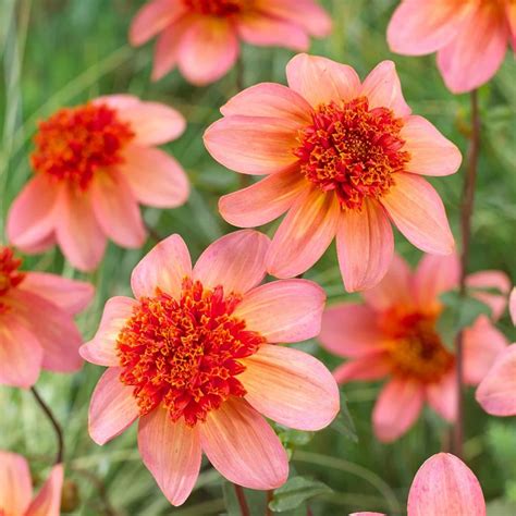 Dahlia Plantering Och Skötsel En Växtguide Från Dahliagård