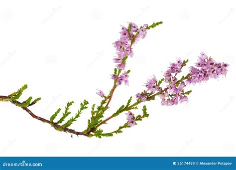 Isolated Pink Blossoming Heather Branch Stock Image Image Of Single