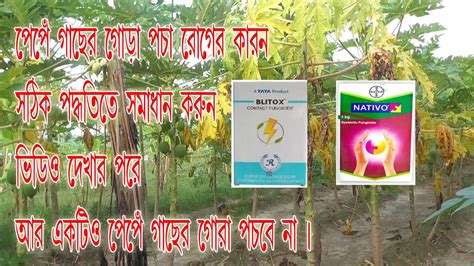 পেঁপে গাছের গোড়া পচা রোগের কারণ। সঠিক পদ্ধতিতে সমাধান। ভিডিও দেখার পরে