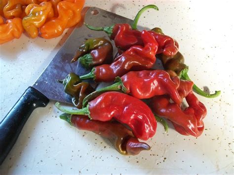 Hot Pepper Peter Pepper Red Embarrassingly Funny X Rated Hot Pepper