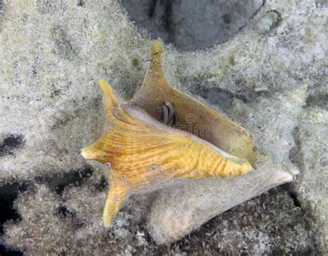 Conch Shells On The Sea Floor In Bimini Bahamas Stock Image Image Of