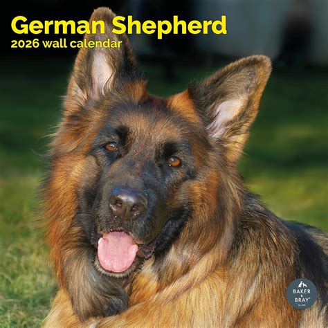 German Shepherd Calendar 2026 Buy | Order easily online