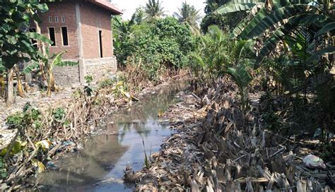 NUSABALI Pabrik Ikan Buang Limbah Ke Sungai Warga Protes