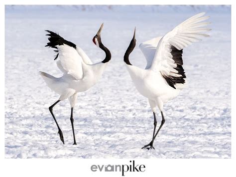 Red Crowned Cranes Japan Photo Guide Part Red Crowned Crane