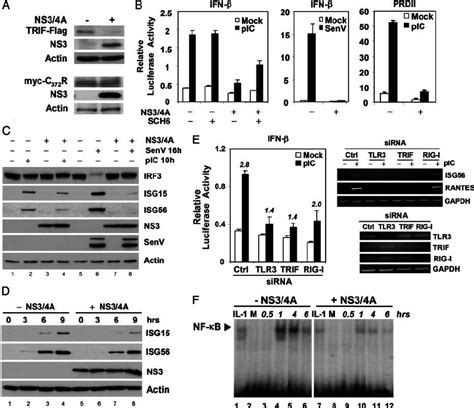 Trif Proteolysis Inhibits Pic Induced Activation Of Ifn And Prdii