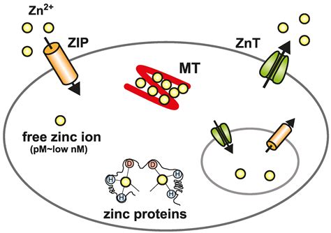 Ijms Free Full Text The Functions Of Metallothionein And Zip And