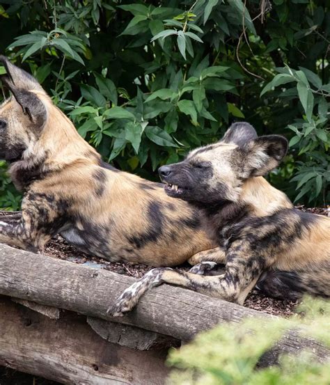 London Zoo conservation: African wild dog pack supporting species