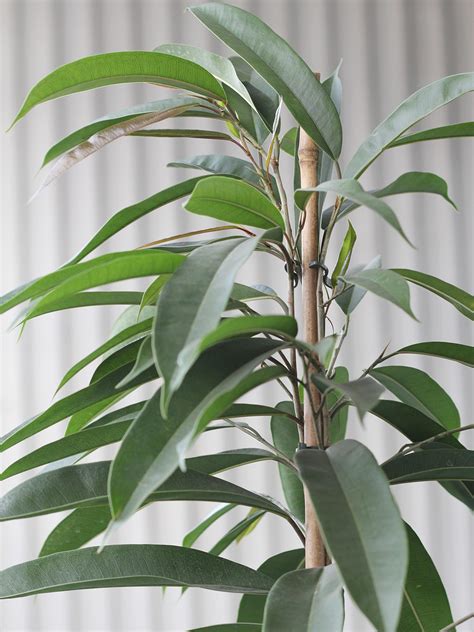 Ficus Binnendijkii Amstel King Zaro La