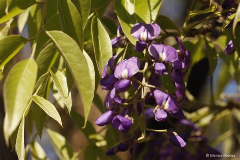 Bolusanthus Speciosus Plantbook