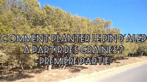 Comment Planter Le Pin D Alep Partir Des Graines Youtube