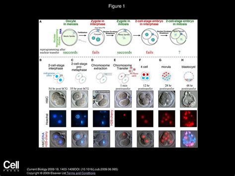 Reprogramming After Chromosome Transfer Into Mouse Blastomeres Ppt