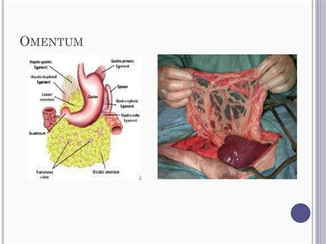 PPT - Structure and Function PowerPoint Presentation, free download - ID:3016131