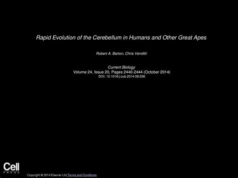 Rapid Evolution Of The Cerebellum In Humans And Other Great Apes Ppt