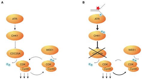 Faithful Dna Replication Requires Regulation Of Cdk Activity By