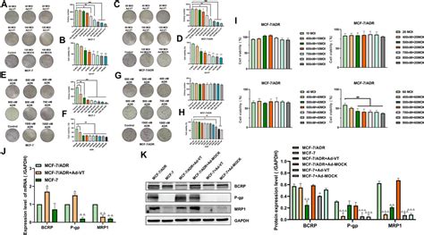 Frontiers Ad Apoptin Htertp E1a Regulates Autophagy Through The Ampk