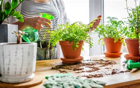 How To Start Indoor Gardening