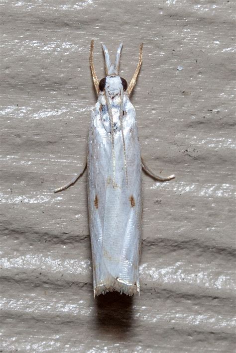 Maryland Biodiversity Project Gold Stripe Grass Veneer Moth