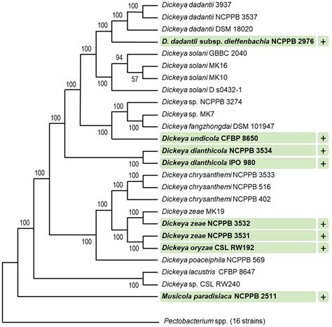 Frontiers Soft Rot Pathogen Dickeya Dadantii 3937 Produces Tailocins Resembling The Tails Of