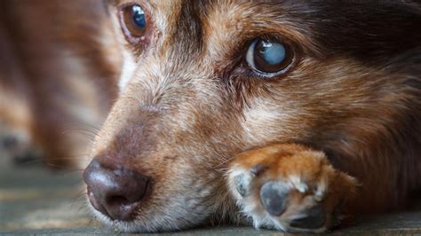 Dog Cataract Surgery Costs and How to Save | Pawlicy Advisor