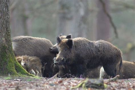 Voici Les Dates Douverture De La Chasse En Seine Et Marne