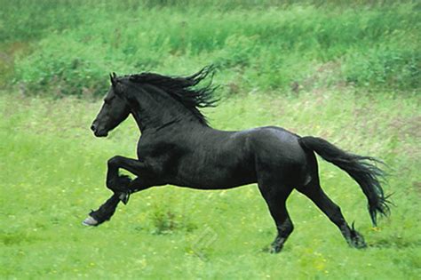 Black Horse Running - Athena Posters