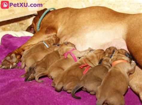 Dog Gestation Period: How Long Is a Dog Pregnant? Signs & Test - PetXU