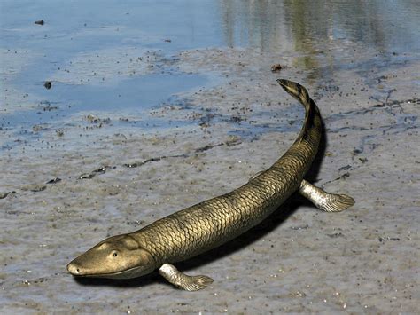 Tiktaalik Is An Extinct Lobe Finned Photograph By Nobumichi Tamura