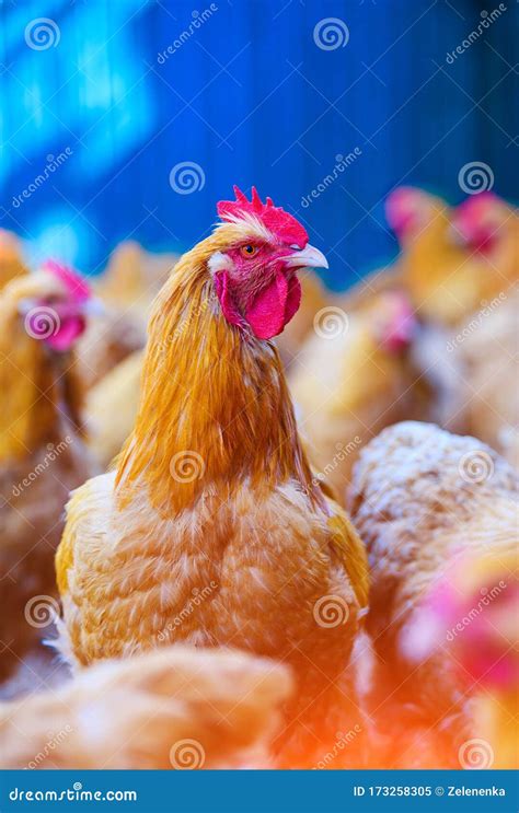 Chicken and Rooster on a Farm Stock Image - Image of nature, farm ...