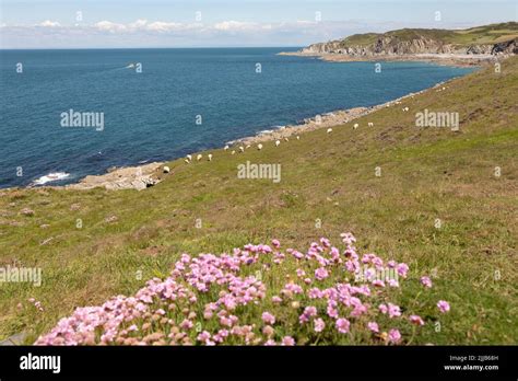 South West Coast Path And Tarka Trail Between Ilfracombe And Woolacombe