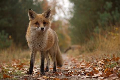 Wild | De Meerpaal