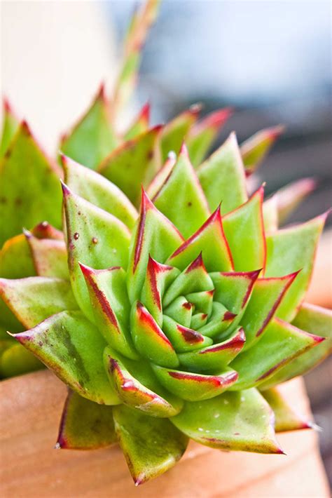 Echeveria Agavoides The Gardener Magazine The Gardener