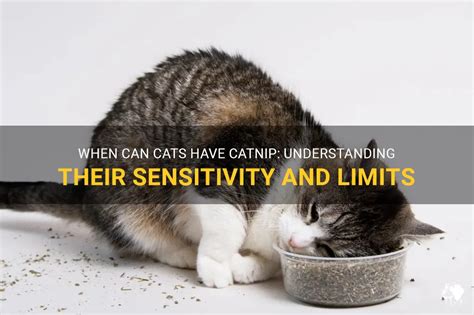 When Can Cats Have Catnip Understanding Their Sensitivity And Limits